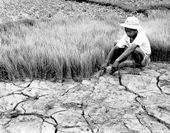 Parched and cracked farmland, 1963